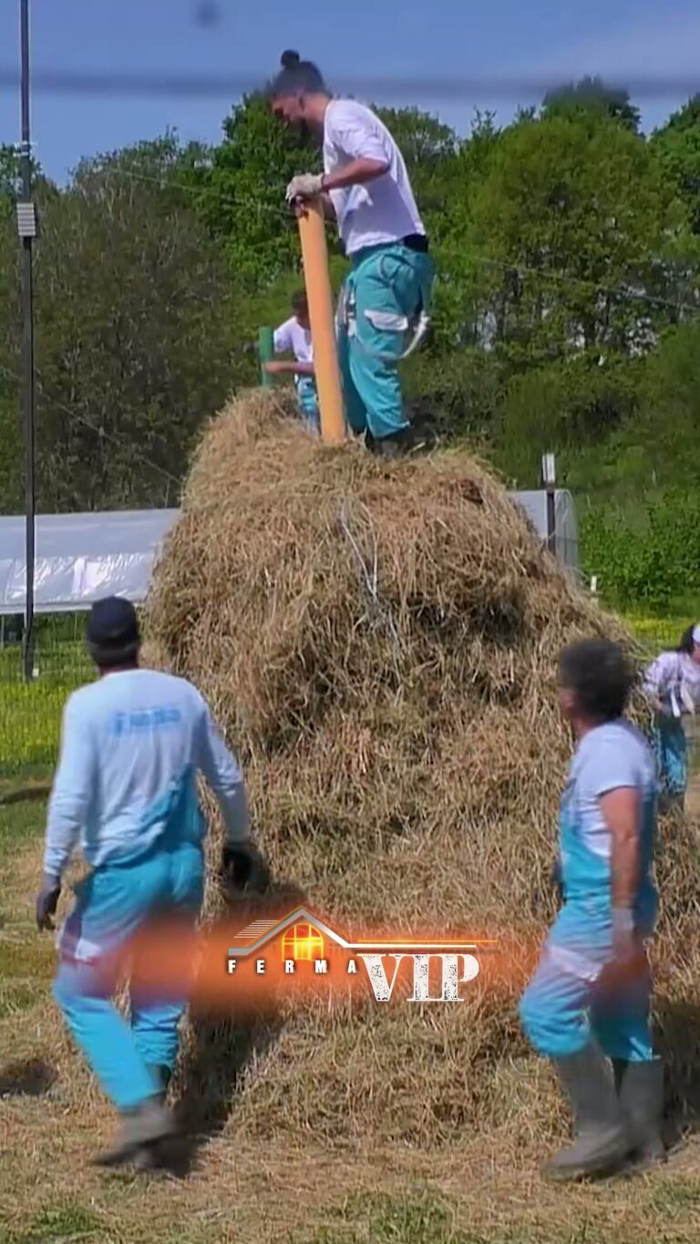 Suksesi i Grupit të Adionit në Ndërtimin e Ferma VIP Albania