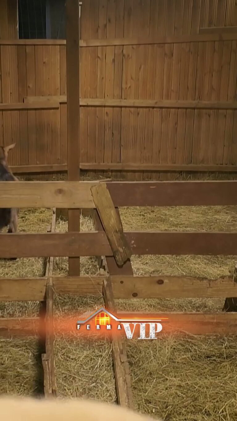 Ferma VIP Albania: Kujdesi dhe Dashuria për Kafshët e Fermerëve