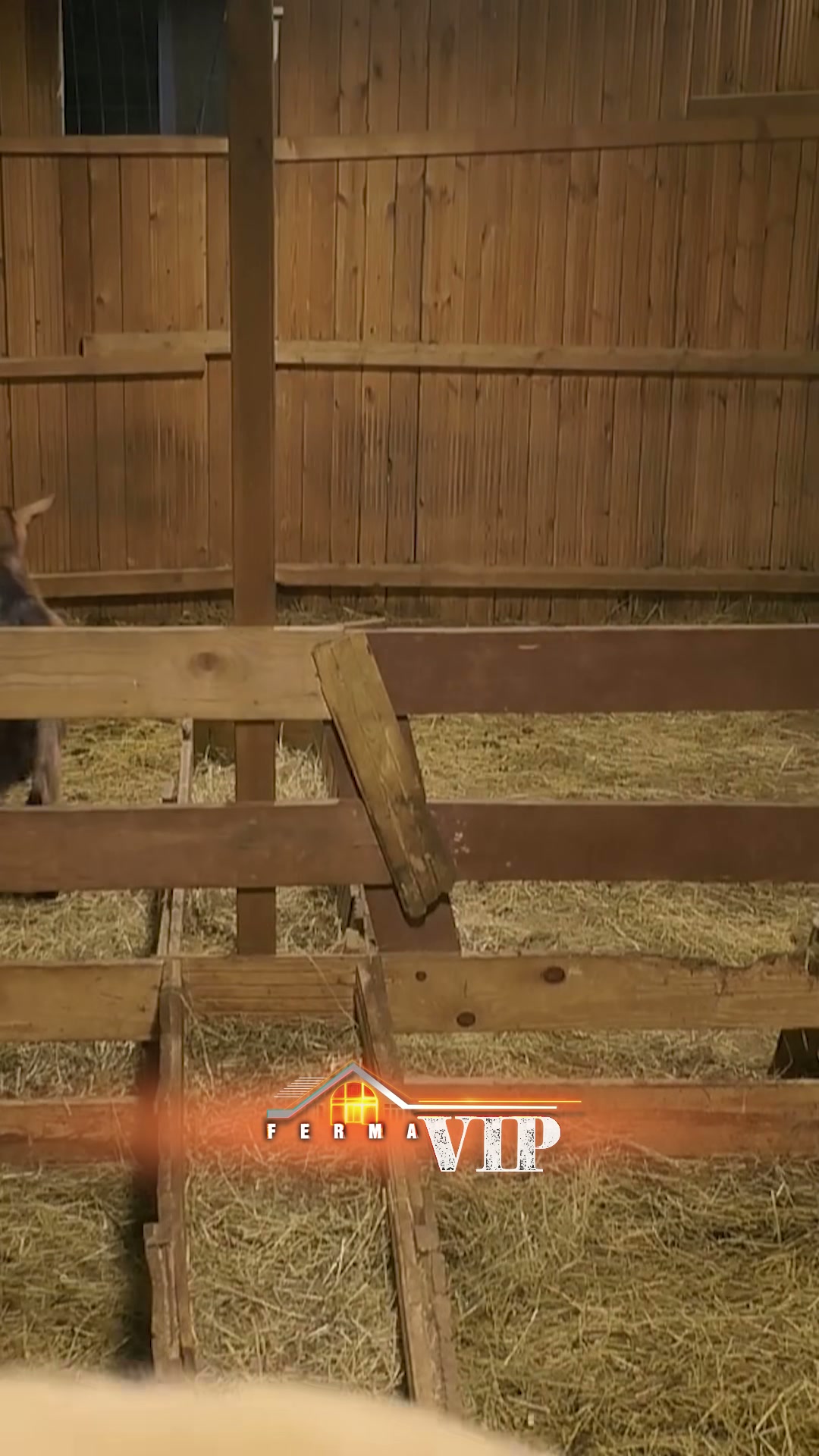 Ferma VIP Albania: Kujdesi dhe Dashuria për Kafshët e Fermerëve