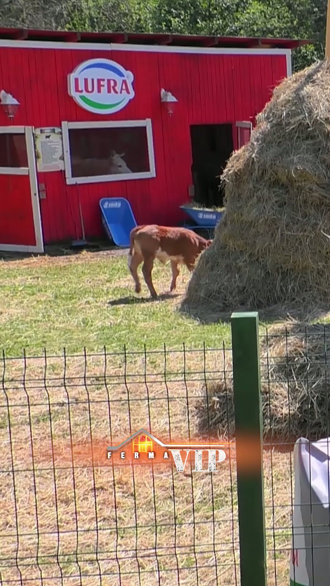 Përplasjet në Ferma VIP Albania: Fabjola Diskuton me Visin - screenshot 2