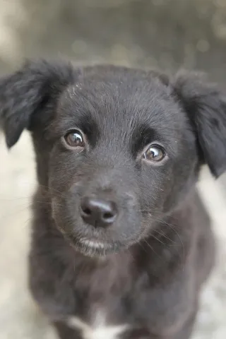 Person reflecting on uncertainty in a relationship connected to i feel a stronger connection to my dog than