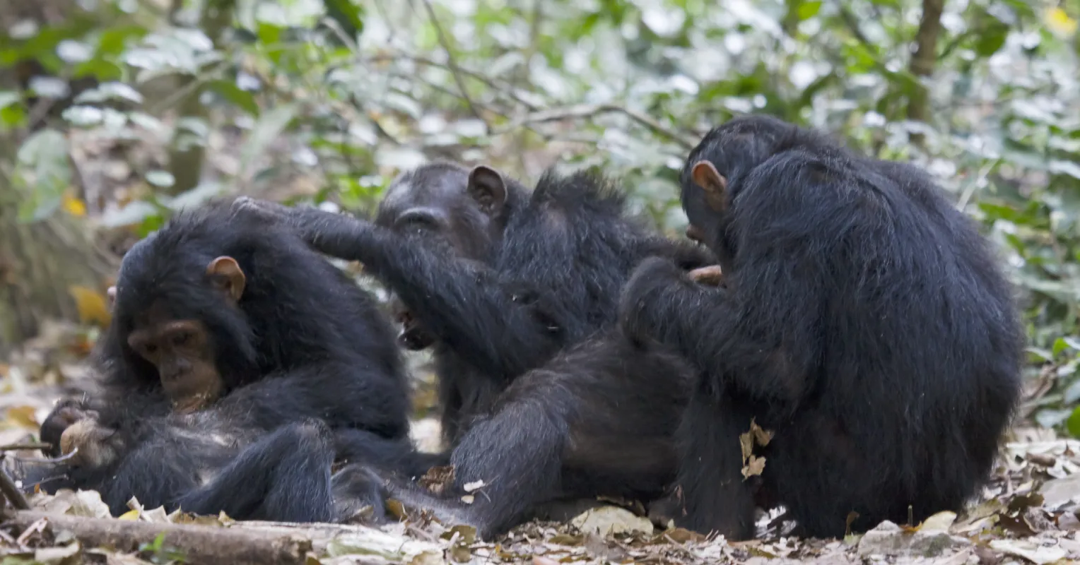 Group of friends sharing secrets, highlighting why people gossip about their friends