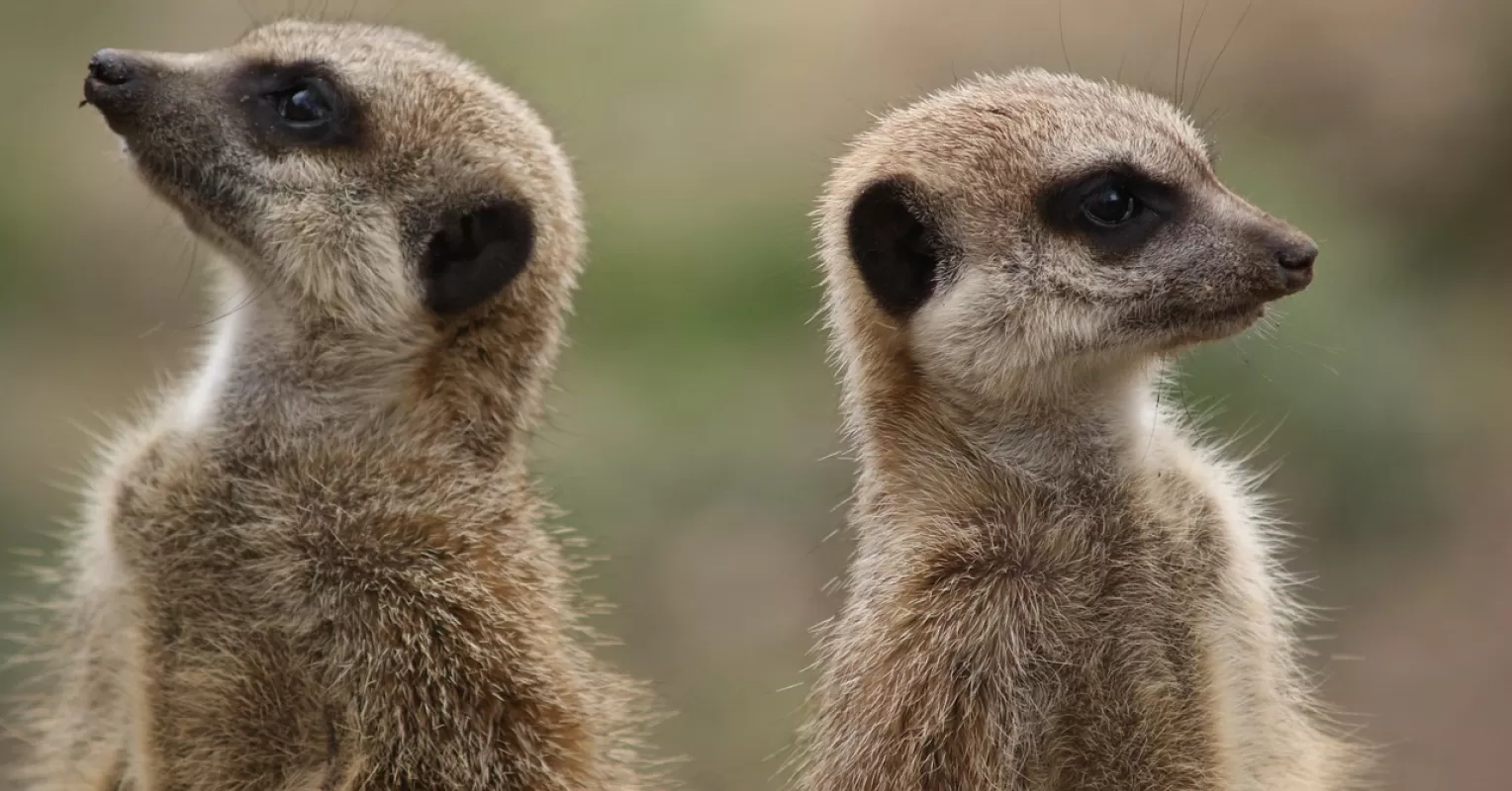 Couple calmly discussing political disagreements while managing anger and emotions