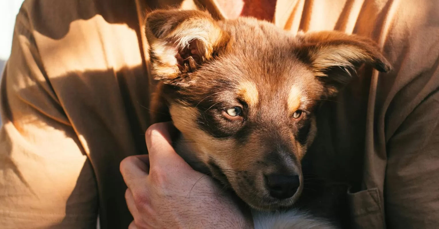 Person evaluating online dating profiles, noticing potential red flags with pet imagery