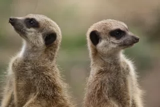 Couple experiencing frustration during a political debate at home