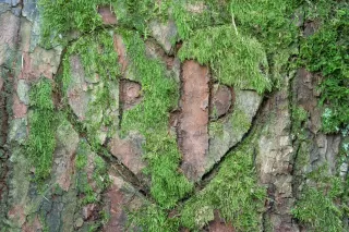 Couple enjoying a serene moment in nature, feeling secure in their relationship