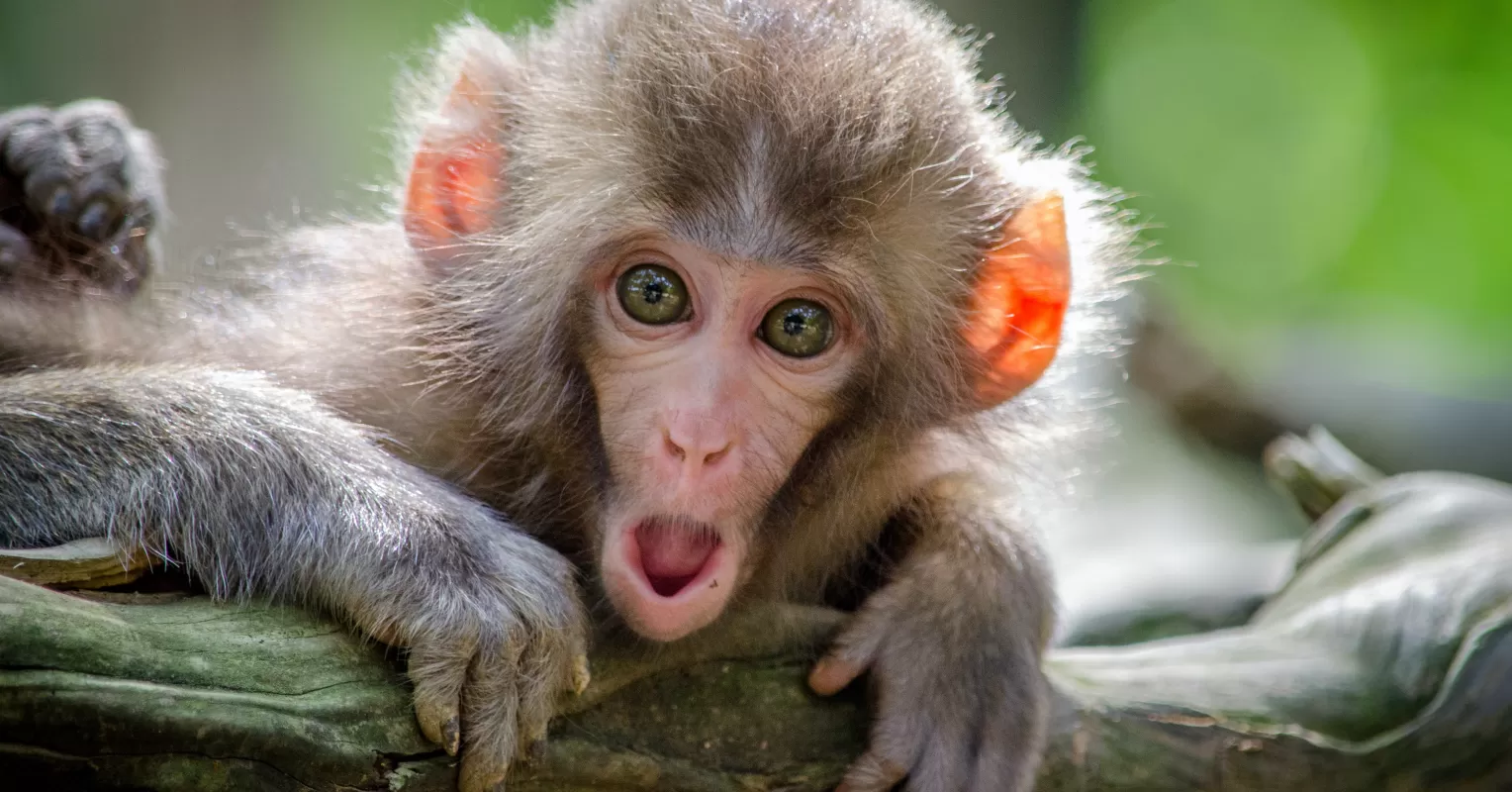 Individual navigating complex emotions while addressing flying monkeys in relationships