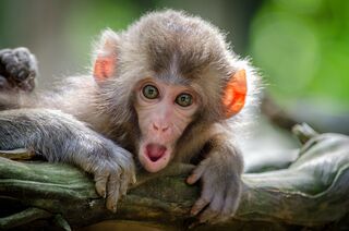 Individual navigating complex social dynamics with flying monkeys in a narcissistic relationship