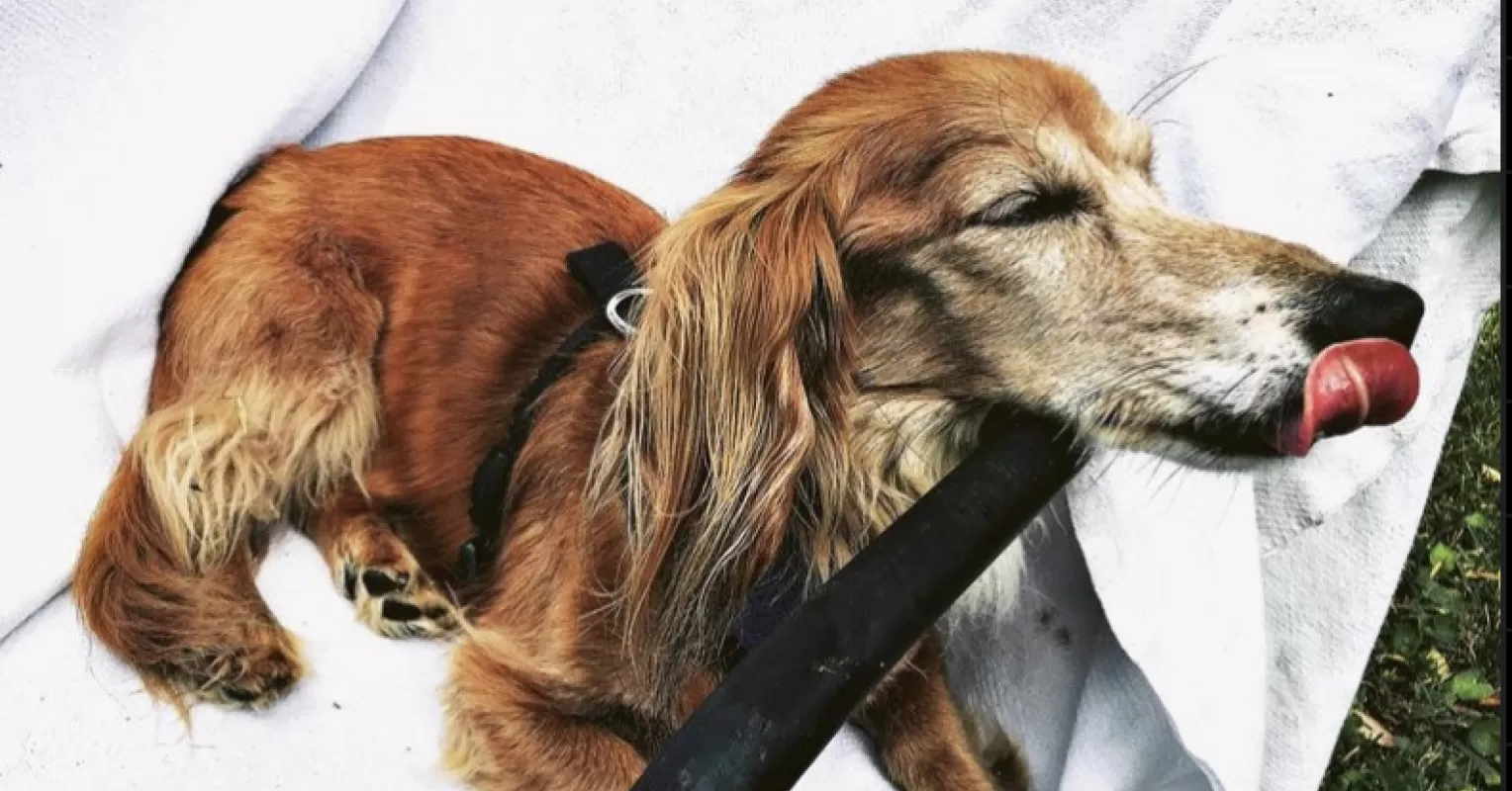 Person reflecting on emotional behavior and meaning connected to how to support someone who lost a pet