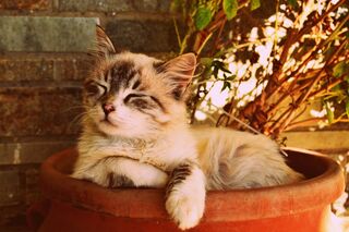 A cat with its tail held high, signaling confidence and contentment in its environment