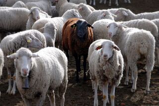 Individual observing a group, reflecting on what it means to feel like an outsider