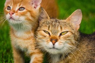 A cat with its tail held high, signaling confidence and contentment in its environment