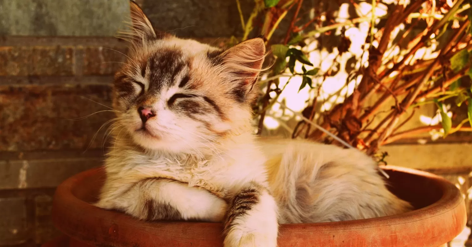 Cat with tail held high, signaling confidence and positive emotions in feline behavior